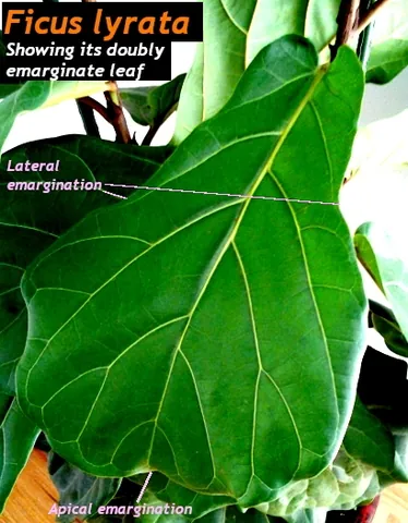 emarginate: with the outline of the margin more or less concave in places, usually at the apex