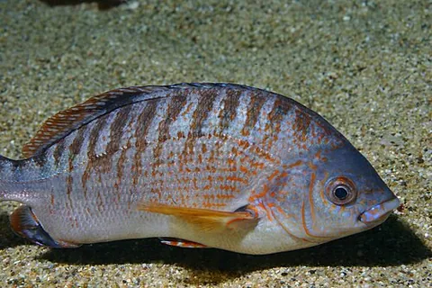 embiotocoid: belonging to the fish family Embiotocidae