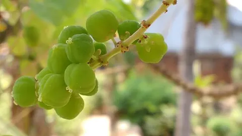 emblic: the fruit of Emblica officinalis (now Phyllanthus emblica, the Indian gooseberry, once used as a...
