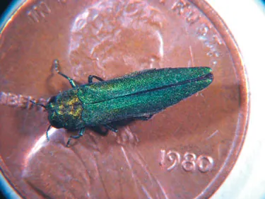 emerald ash borer: agrilus planipennis, a green beetle native to Asia and a significant pest of ash trees in Europe...
