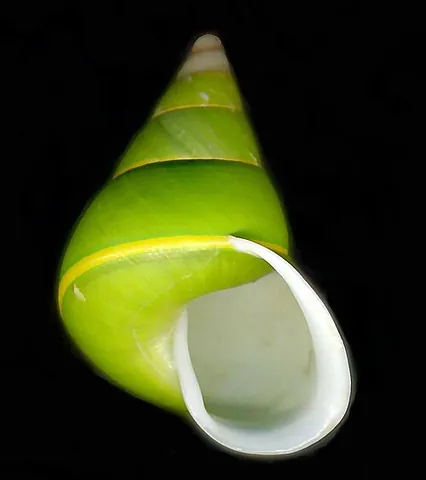 emerald green snail: a large arboreal snail of species Papustyla pulcherrima (family Camaenidae), of Manus Island in...