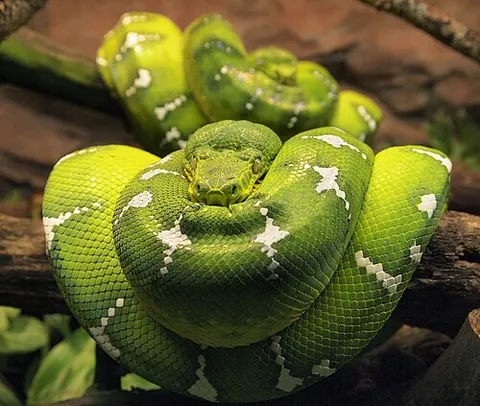 emerald tree boa: corallus caninus