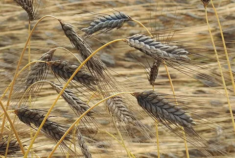 emmer: any member of the species Triticum dicoccum, one of a group of hulled wheats that are important...