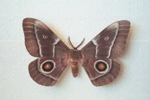 emperor moth: a moth of the subfamily Saturniinae