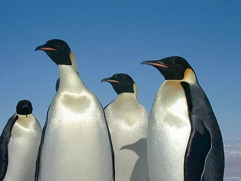 emperor penguin: the largest of penguins (Aptenodytes forsteri), that inhabits Antarctica