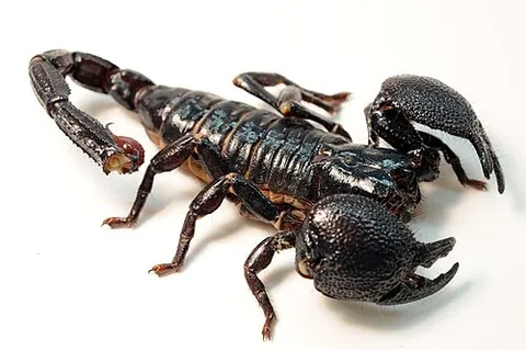 emperor scorpion: pandinus imperator, a large, black scorpion native to the rainforests and savannas of West Africa;...