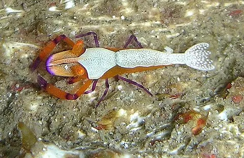 emperor shrimp: a species of true shrimp, Periclimenes imperator, living commensally on a number of hosts,...