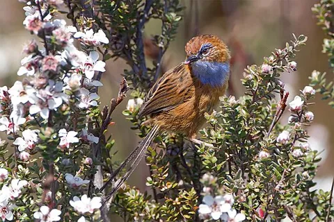 emu-wren: any of several Australian passerine birds in the genus Stipiturus with long barbless tail feathers...
