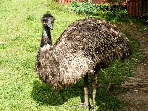 emu: a large flightless bird native to Australia, Dromaius novaehollandiae