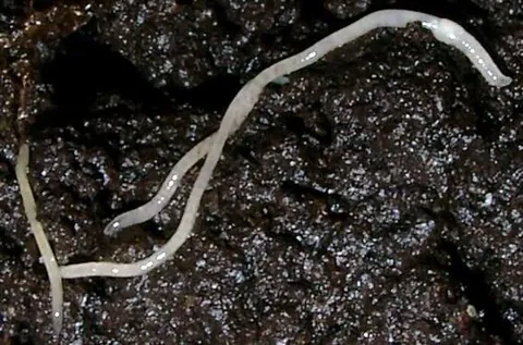 enchytraeid: any of the microdrile oligochaetes of the family Enchytraeidae, which resemble small earthworms