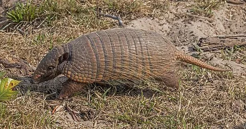 encoubert: one of several species of armadillo of the genera Dasypus and Euphractus, with five toes on both...