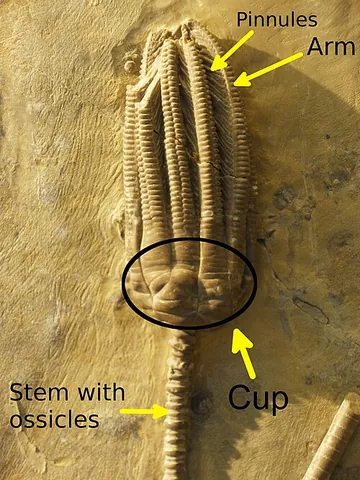 encrinus: any of a genus Encrinus of fossil encrinoidea from the Mesozoic rocks