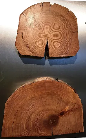 end grain: the grain of wood cut at right angles, with visible growth rings