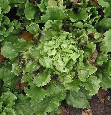 endive: a leafy salad vegetable, Cichorium endivia, which is often confused with common chicory (Cichorium...