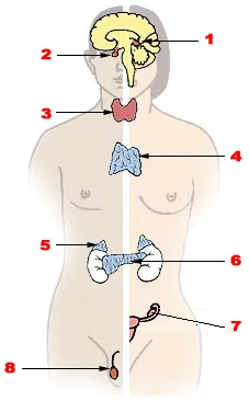 endocrine gland: any of various glands that secrete hormones directly into the blood or lymph and not through a duct