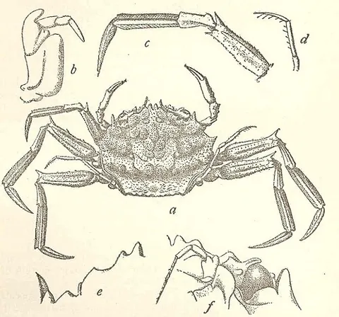 endognath: the inner or principal series of oral appendages of crustaceans