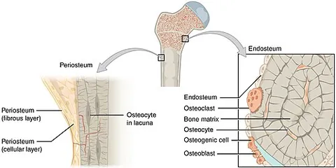 endosteum: a membranous vascular layer of cells which line the medullary cavity of a bone; an internal...