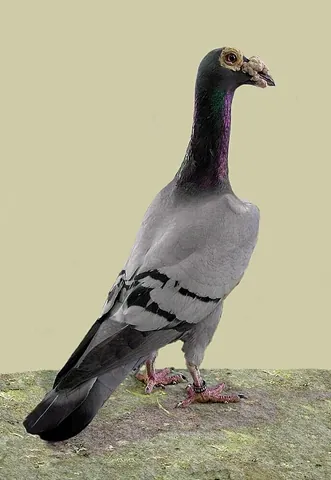 english carrier: columba livia domestica, an old breed of fancy pigeon