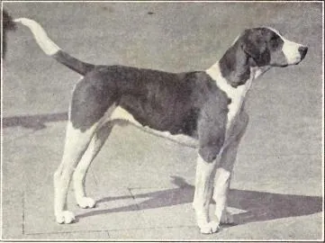 english foxhound: a breed of dog from England bred for hunting foxes by scent