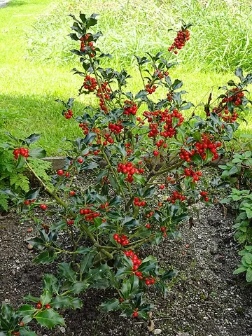 english holly: european holly, common holly (Ilex aquifolium), a tree or shrub of western Europe and suitable...