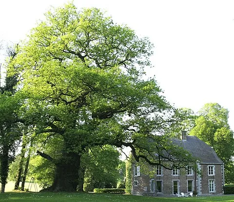 english oak: a tree of the species Quercus robur, native to most of Europe, and to Anatolia to the Caucasus, and...
