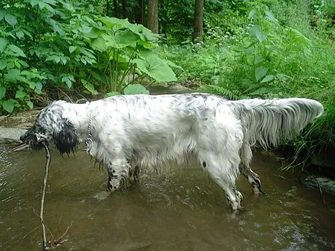 english setter: a medium-sized breed of dog, having a silky "feathered" coat in a variety of colours, such as black...