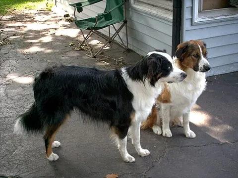 english shepherd: a dog of a working breed related to the collies, originating in the United States
