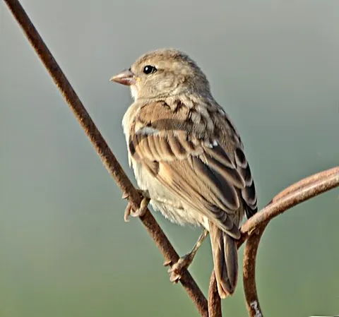 english sparrow: a very common small bird of the species Passer domesticus