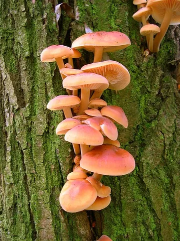 enoki mushroom: a mushroom with a long, thin stem, in the species Flammulina filiformis, used primarily in the...