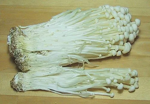 enoki: an enoki mushroom (Flammulina velutipes)