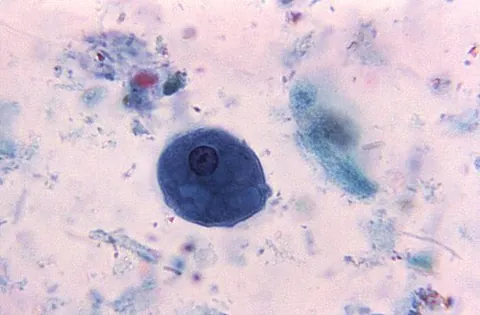 entameba: any of many parasitic amoebas, of the genus Entamoeba, that cause dysentery etc