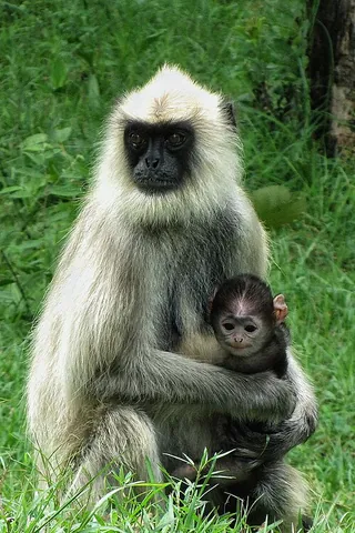 entellus: a small Asian monkey (Semnopithecus entellus, syn. Presbytis entellus), one of the gray langurs,...