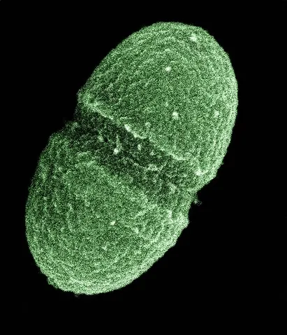 enterococcus: any of a group of streptococci bacteria, of the genus Enterococcus, that inhabit the human...
