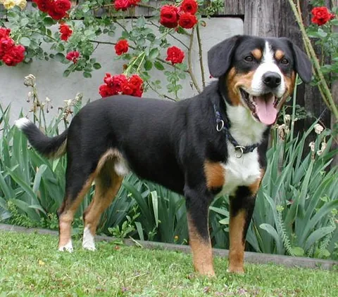 entlebucher mountain dog: a medium-sized herding dog, it is the smallest of the four regional breeds that constitute the...