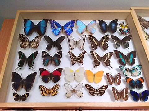 entomology: the scientific study of insects, and (informal) of other arthropods (and occasionally other...