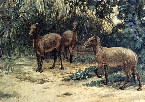 eohippus: an extinct early Eocene mammal (Hyracotherium leporinum), ancestral to the modern horse