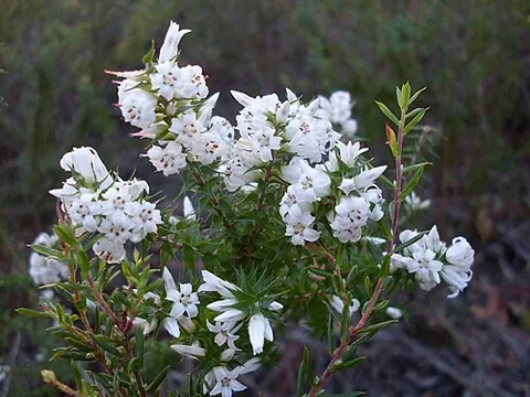 epacris: any of the genus Epacris of shrubs