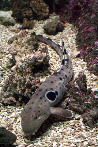 epaulette shark: a species of longtail carpet shark, Hemiscyllium ocellatum