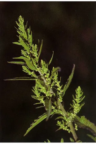 epazote: a pungent herb used in Latin-American cooking and tea making, and in folk medicine; Dysphania...
