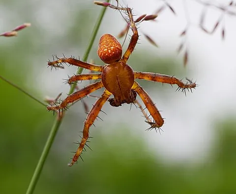 epeirid: any of the former genus Epeira (now Araneus) of spiders