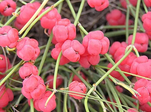 ephedra: any plant of the genus Ephedra of gymnosperm shrubs