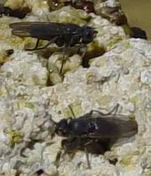 ephydrid: any species of the shore fly family Ephydridae
