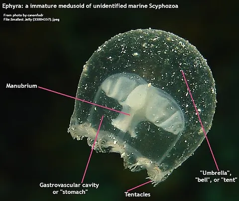 ephyra: an immature medusoid stage of a scyphozoan jellyfish once it breaks off from its segmenting polyp