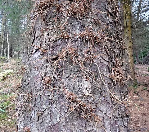 epicormic: of a sprout: growing from a dormant, adventitious bud on the trunk of a tree