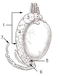 epididymis: a narrow, tightly-coiled tube connecting the efferent ducts from the rear of each testicle to its...