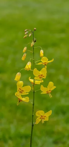 epimedium: any of the plants in the genus Epimedium