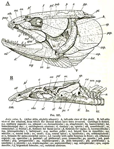 epiotic: the upper and outer element of periotic bone. In humans forming a part of the temporal bone, while...