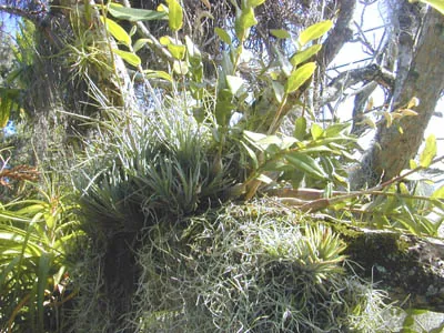 epiphyte: a plant that grows on another, using it for physical support but obtaining no nutrients from it and...
