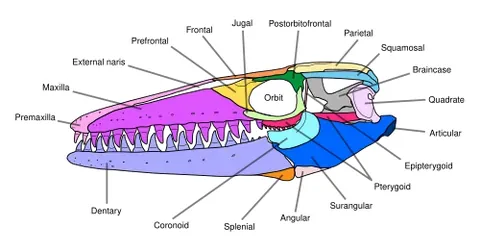 epipterygoid: situated upon or above the pterygoid bone