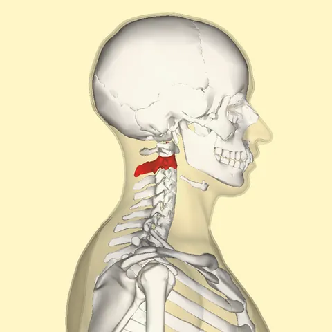 epistropheus: the second cervical vertebra of the spine which forms the pivot upon which the first cervical...